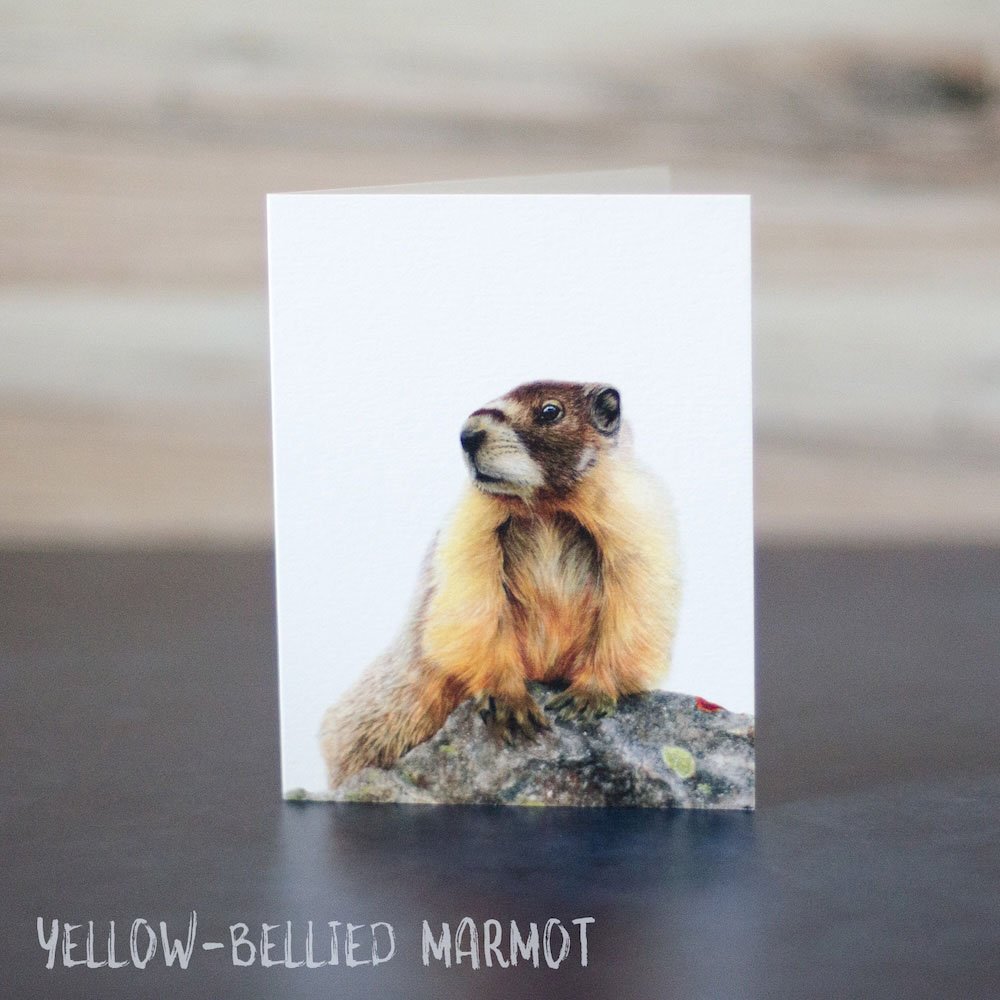 Pastel drawing of a yellow-bellied marmot with paws on an alpine rock. Art is printed on a blank greeting card.