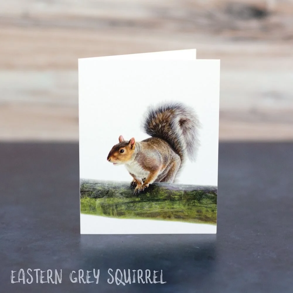 Pastel drawing of an Eastern grey squirrel sitting on a mossy fence. Illustration is shown printed on a blank greeting card.