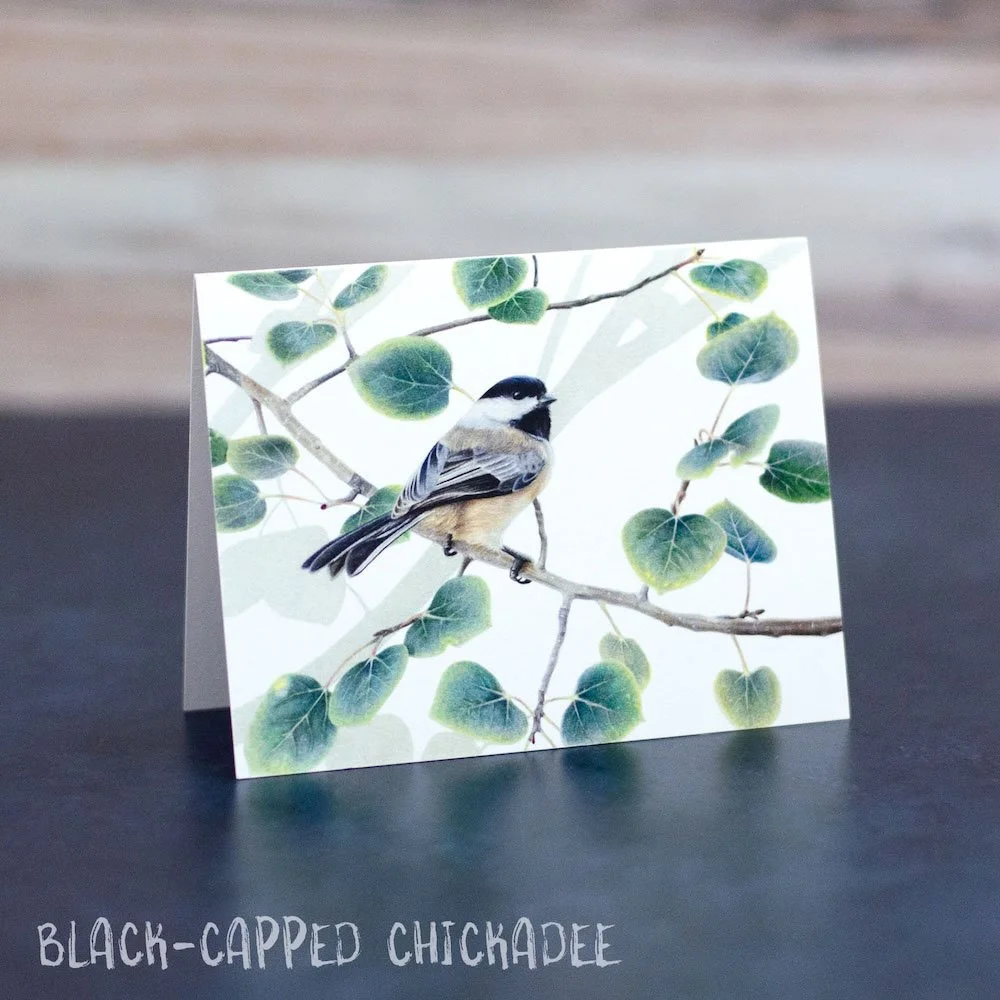 Colored pencil drawing of a black-capped chickadee in an aspen tree with leaves. Art is printed on a blank greeting card.