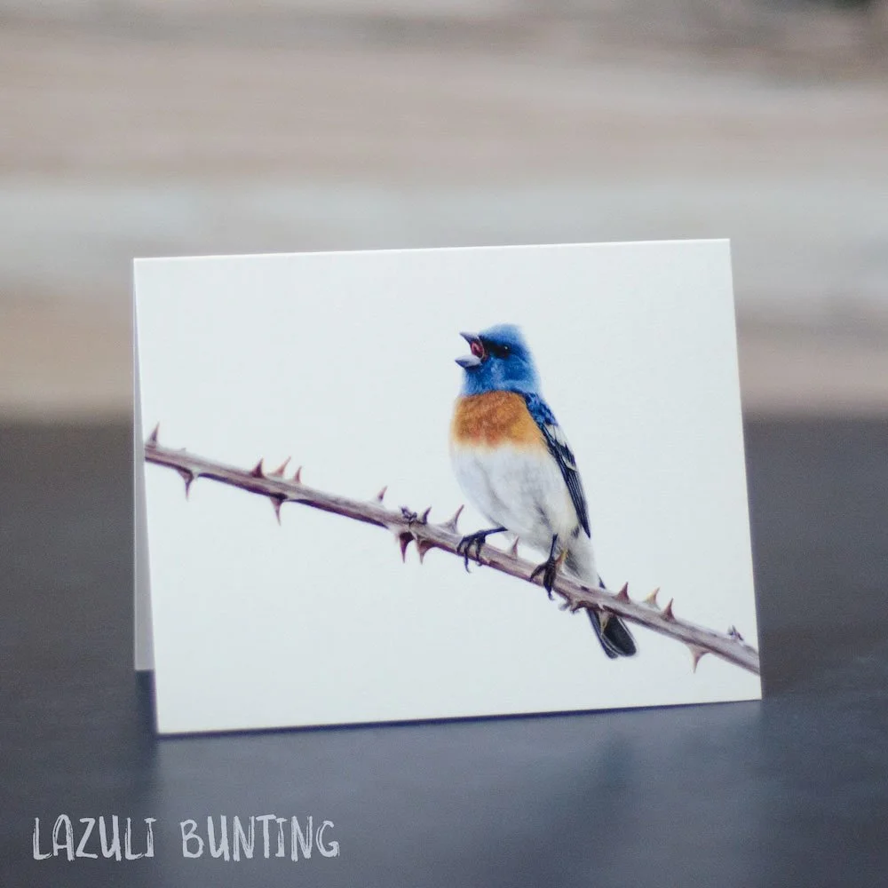Pastel drawing of a male lazuli bunting singing on a branch. Illustration is shown printed on a blank greeting card.