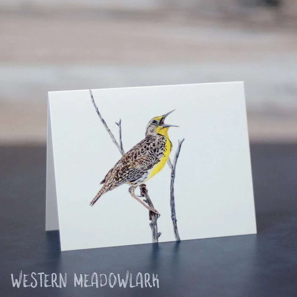 Colored pencil drawing of a singing Western meadowlark perched on a branch. Art is shown printed on a blank greeting card.