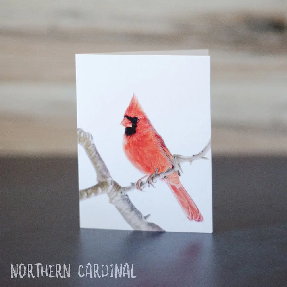 Pastel drawing of a bright red Northern cardinal perched in a tree. Illustration is shown printed on a blank greeting card.