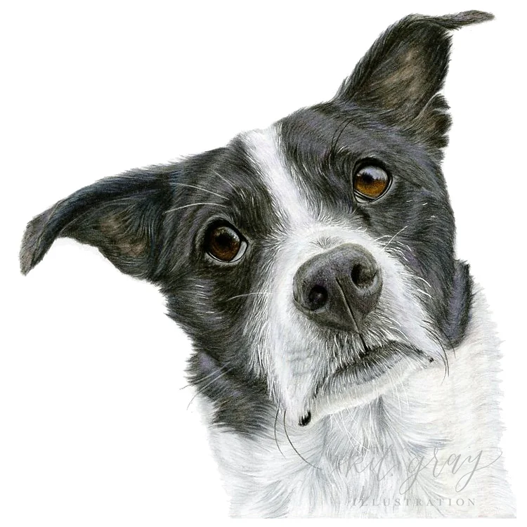 Beau - Rat Terrier in Colored Pencil, 8"x8"