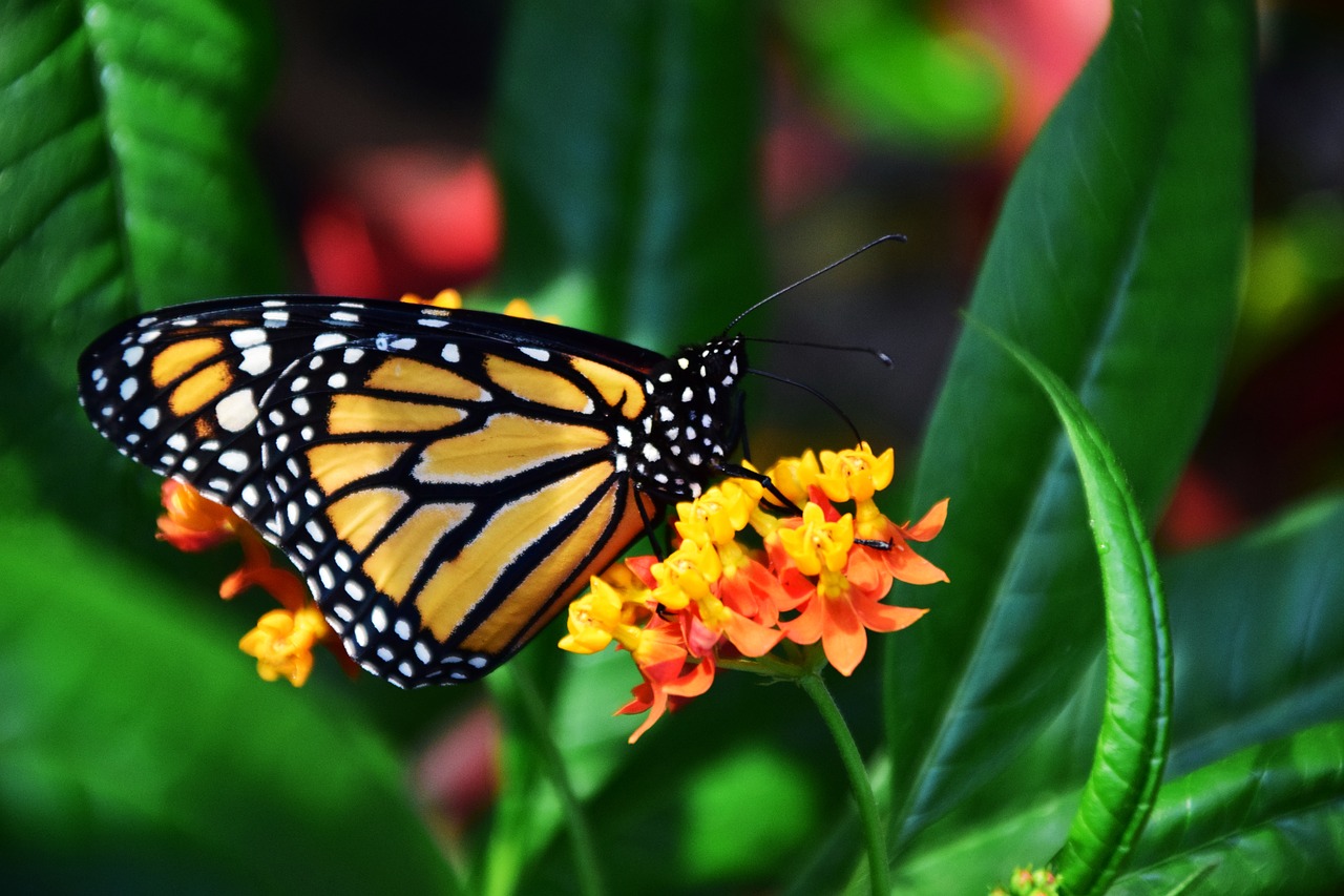 Photo by U. Leone under Creative Commons CC0