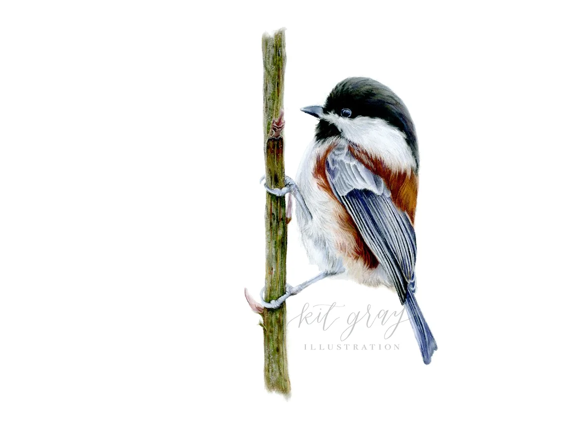 Chestnut-backed Chickadee - Pastel, 9" x 12"