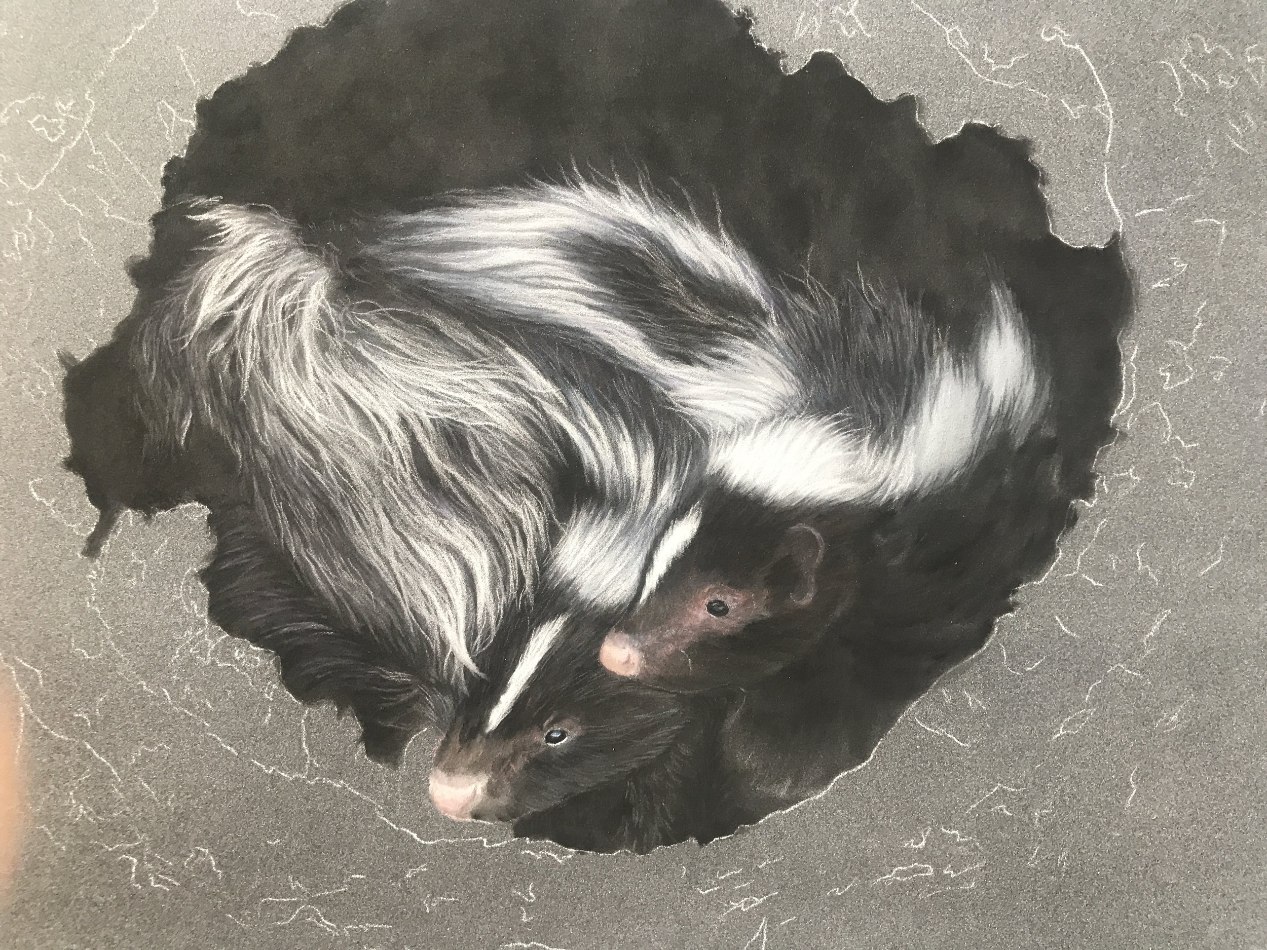 Skunk Kits - Speed Drawing in Pastel
