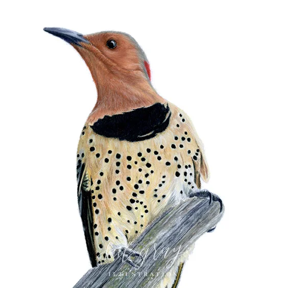 Bird Neighborhood Watch | Limited Edition Illustration Print- Kit Gray illustration. #kitgray, #illustration, #customportrait, #petportrait, #pastelart, #pastelportrait, #animalportrait, #artist