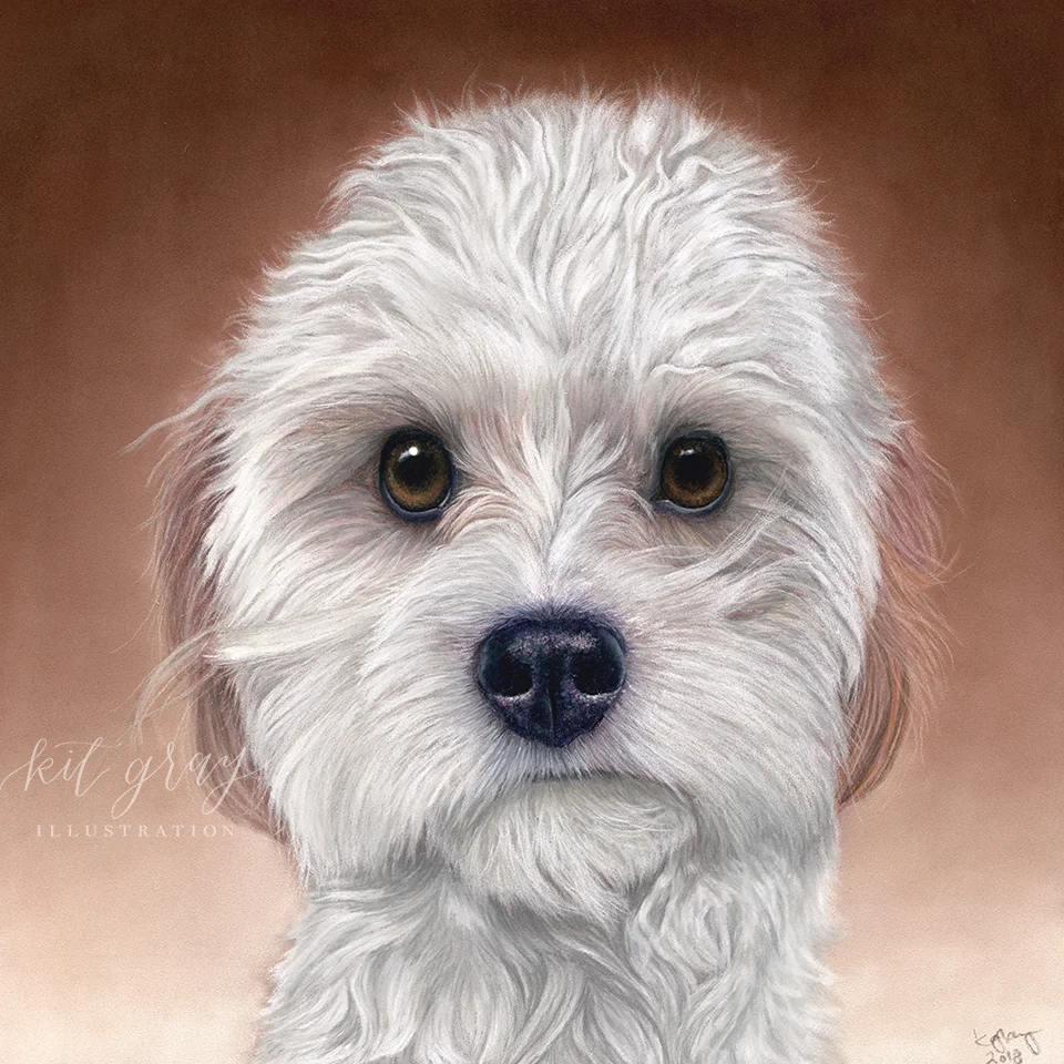 Peter - Cavachon in Pastel, 10" x 10"