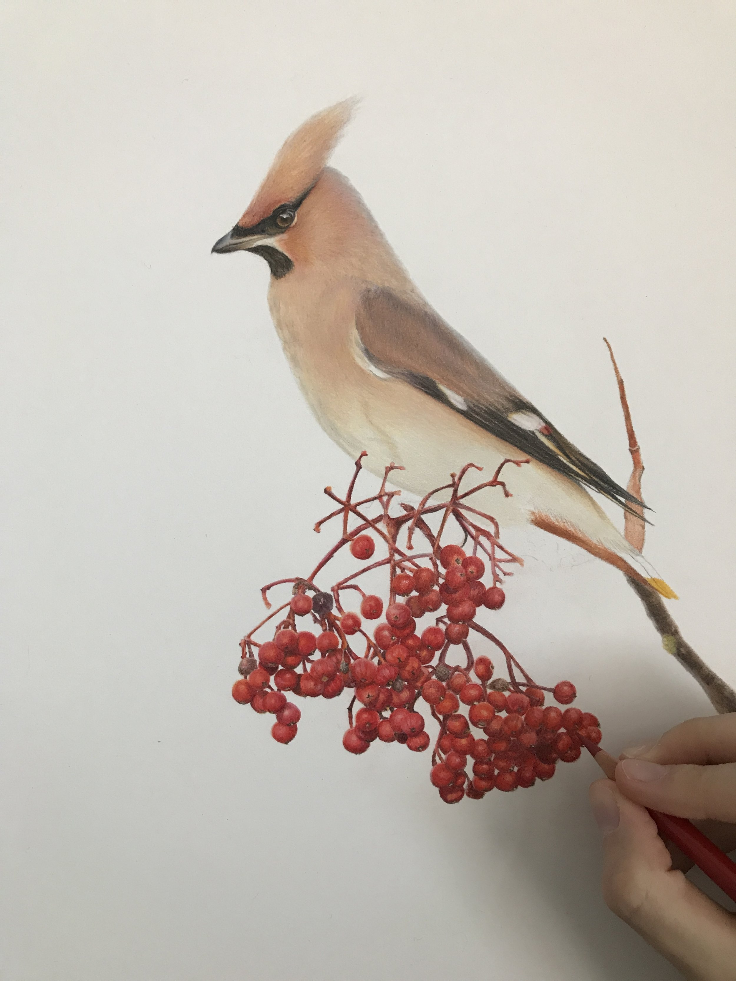 Get Inspired to Try Colored Pencils With Realistic Color Pencil Art Drawings