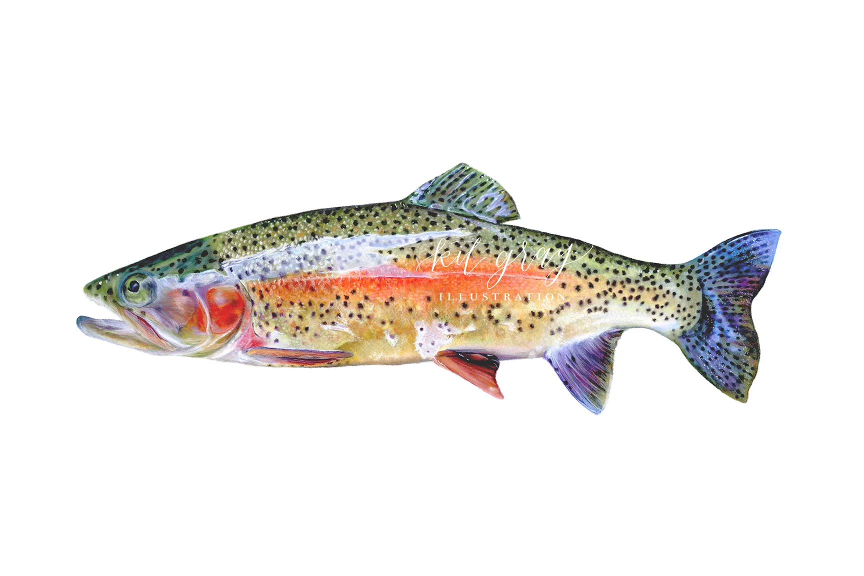 River's Pride - Rainbow Trout in Pastel, 12" x 18"