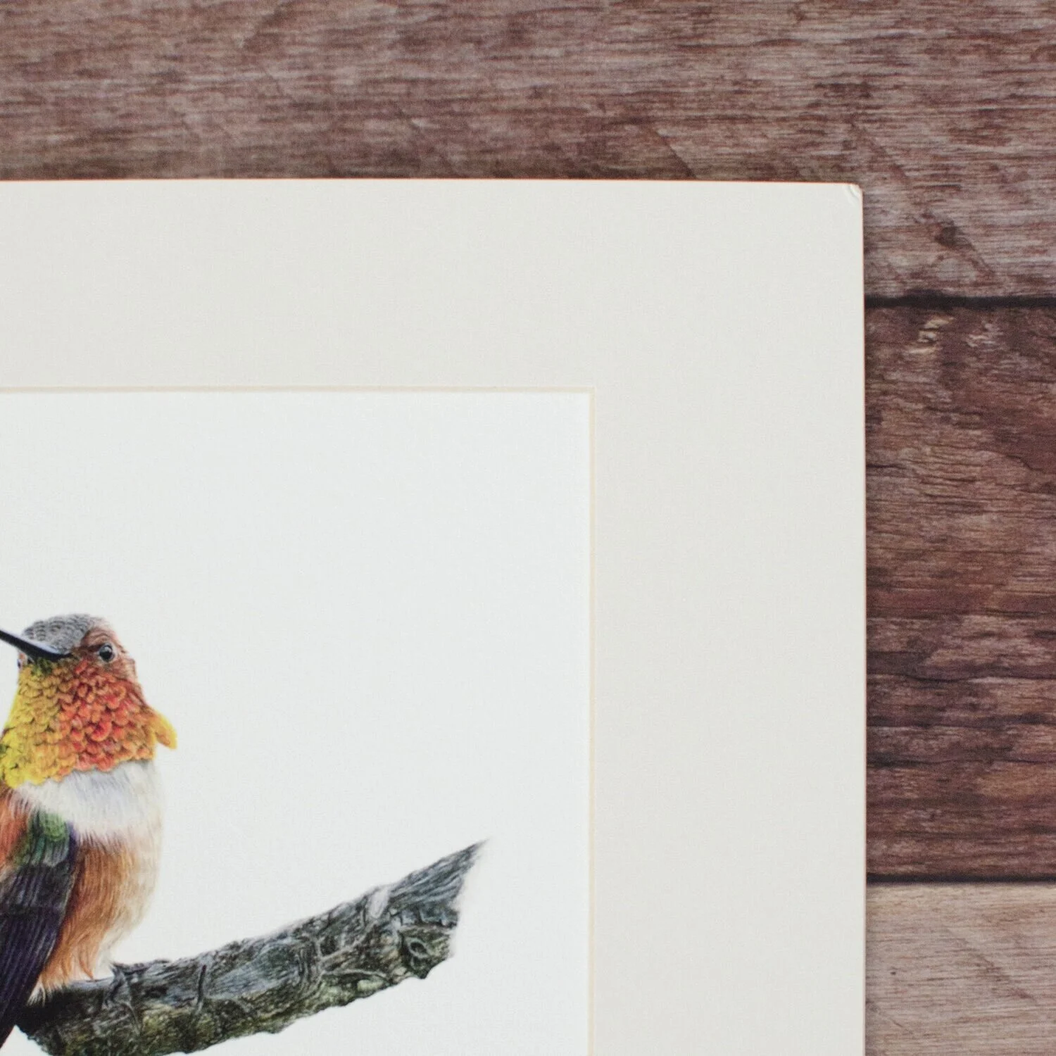 Coffee Break | Limited Edition Illustration Print- Kit Gray illustration. #kitgray #illustration #customportrait #rufoushummingbirdportrait #pastelart #pastelportrait #hummingbirdportrait #artist