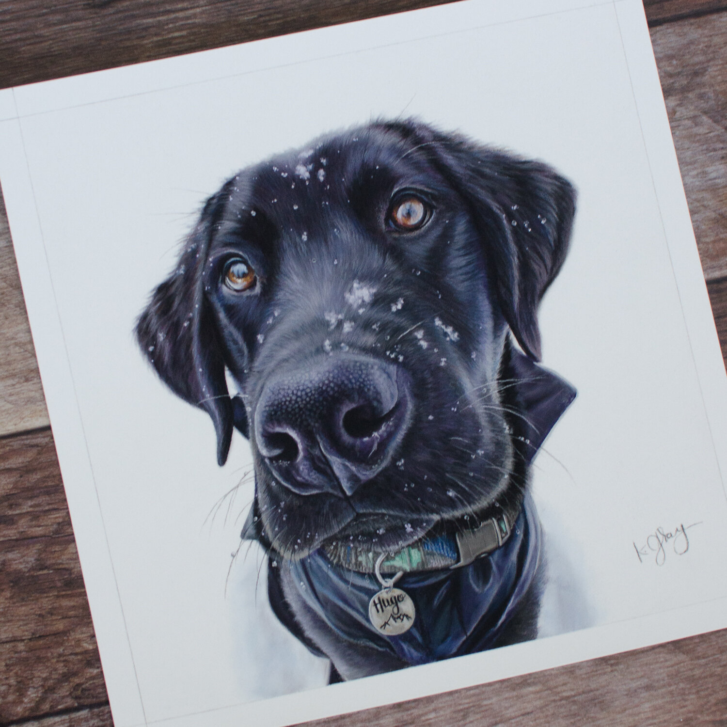  “Hugo” - Labrador retriever in pastel, 10” x 10” 