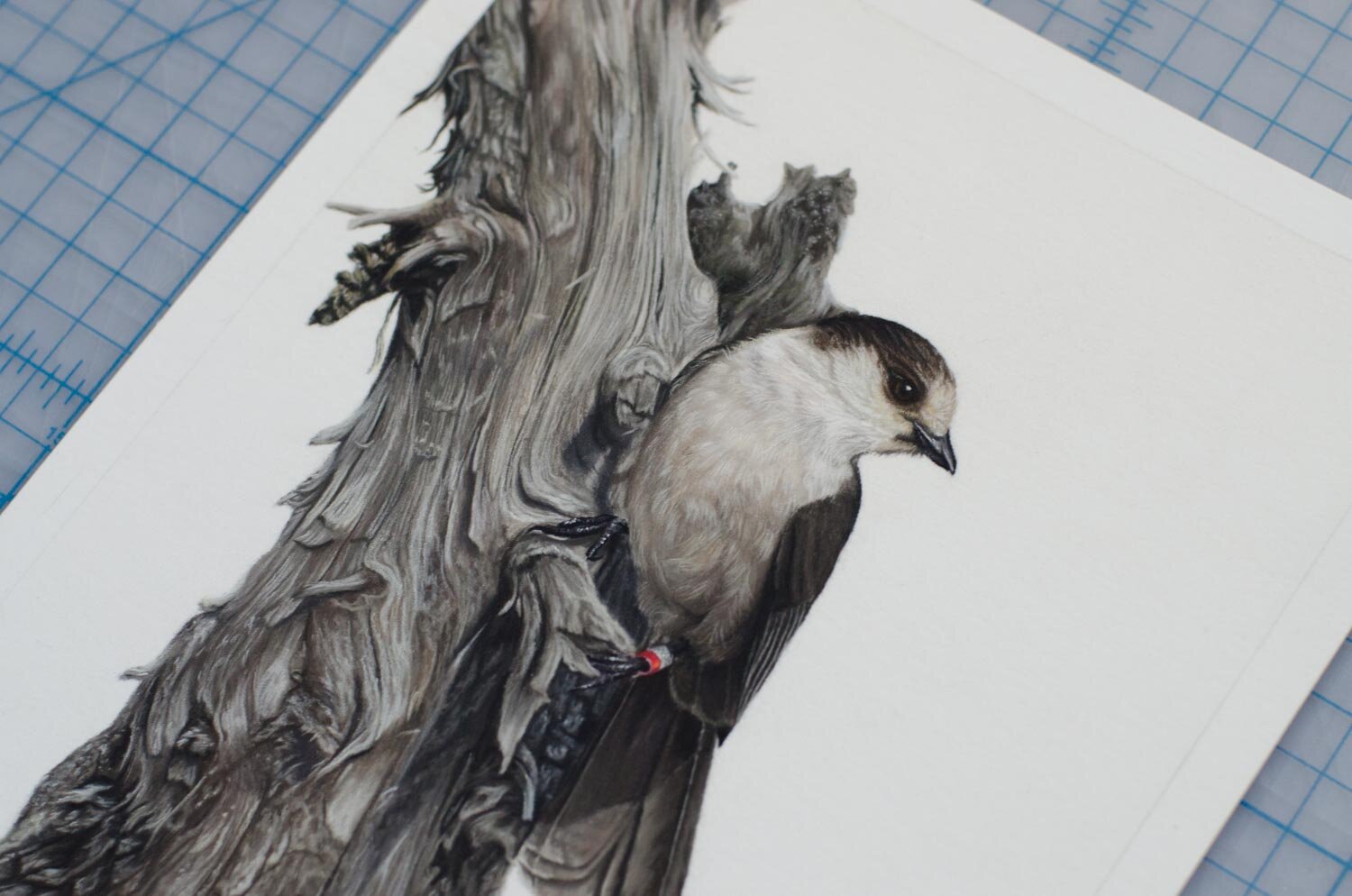  “Curiosity” - Gray jay in pastel, 8” x 10” 