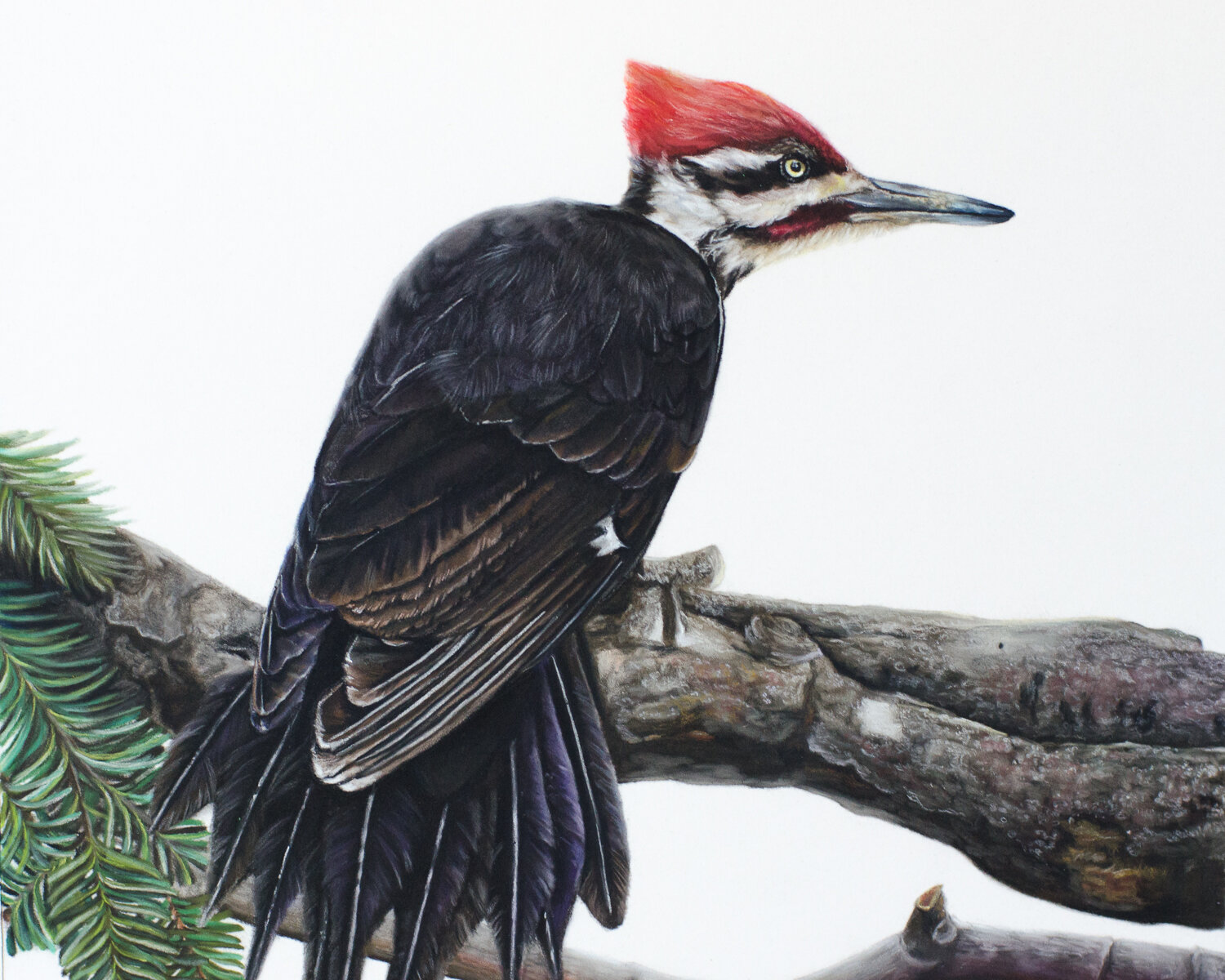  Pileated woodpecker in pastel, 11” x 14” (full piece has been cropped slightly) 
