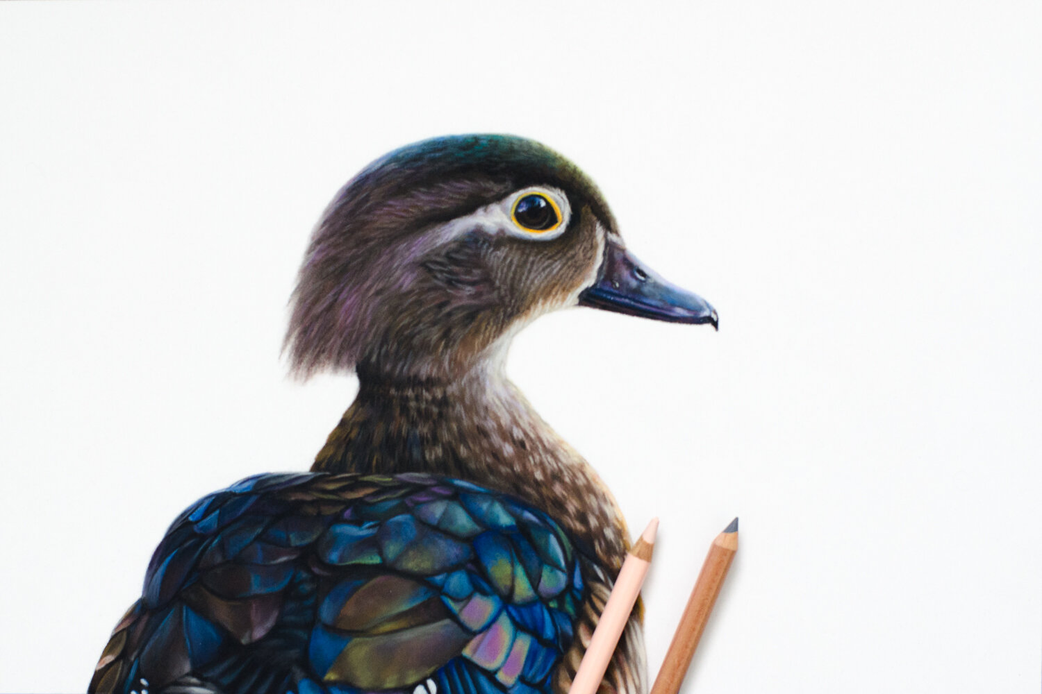  Female wood duck in pastel, 8” x 12” 