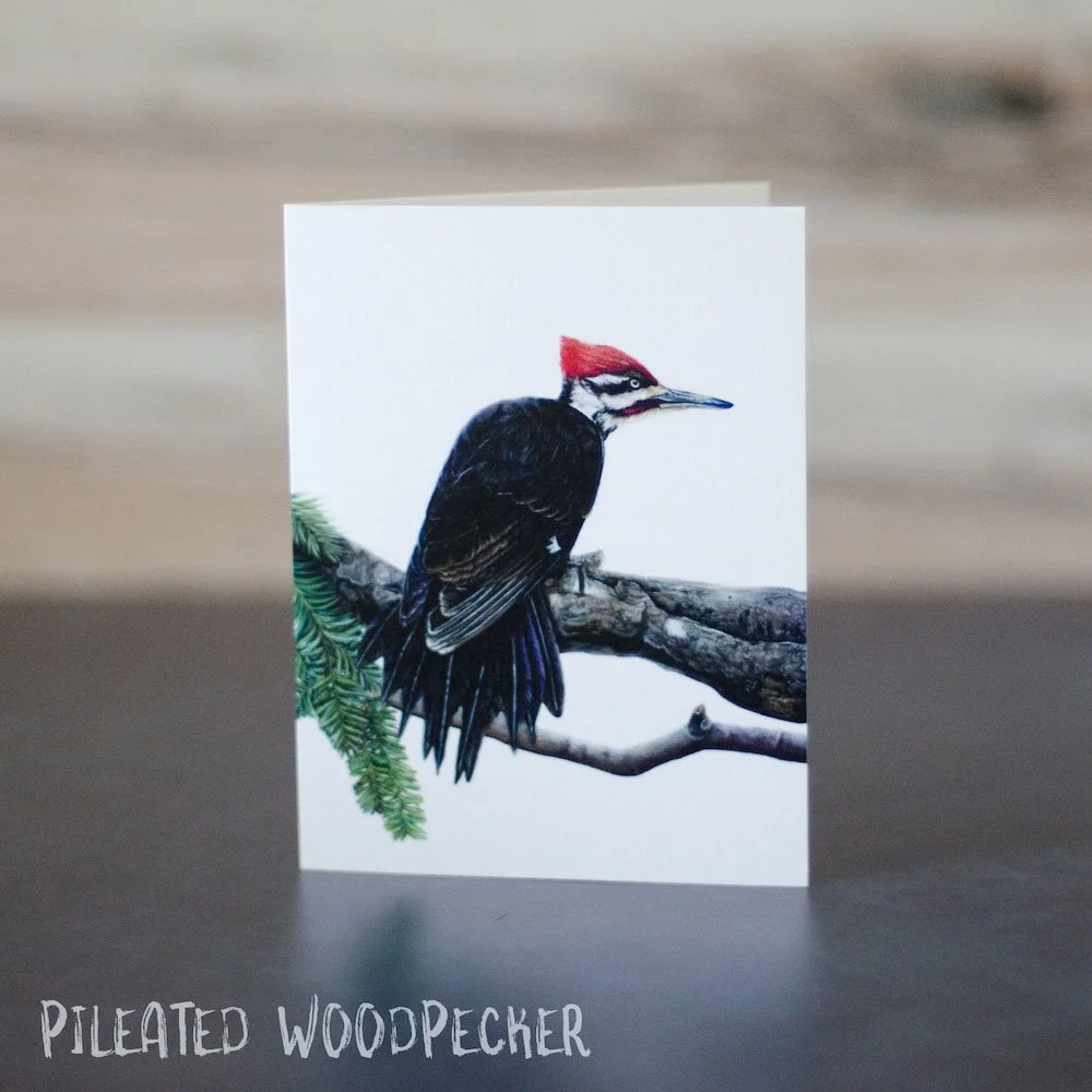 Detailed pastel drawing of a pileated woodpecker on a large conifer branch. Illustration is printed on a blank greeting card.