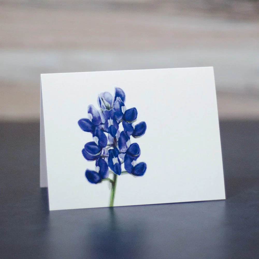 Pastel drawing of a deep blue and white Texas bluebonnet. Illustration is printed on a blank greeting card.