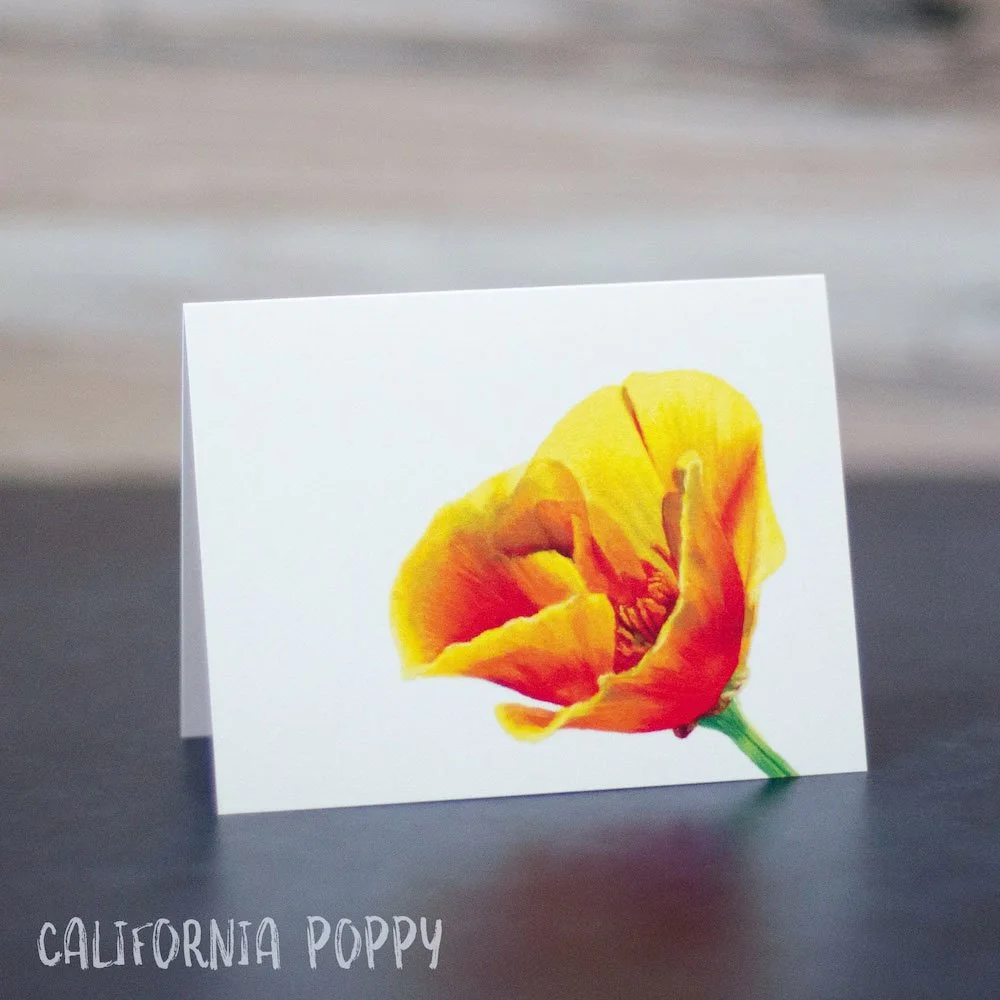 Pastel drawing of a vibrant yellow-orange California poppy wildflower in sunlight. Art is printed on a blank greeting card.