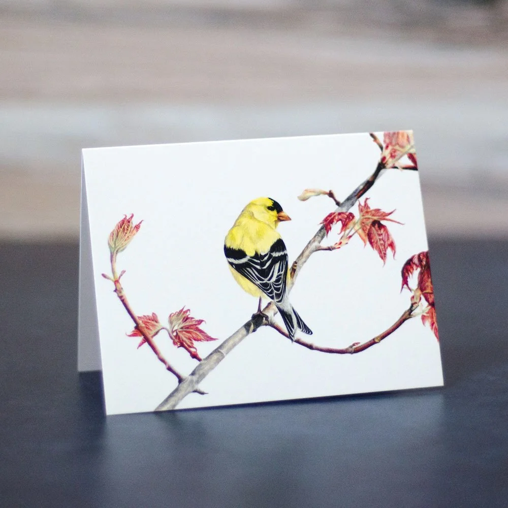 Colored pencil drawing of an American goldfinch on a branch with leaves. This drawing is printed on a blank greeting card.
