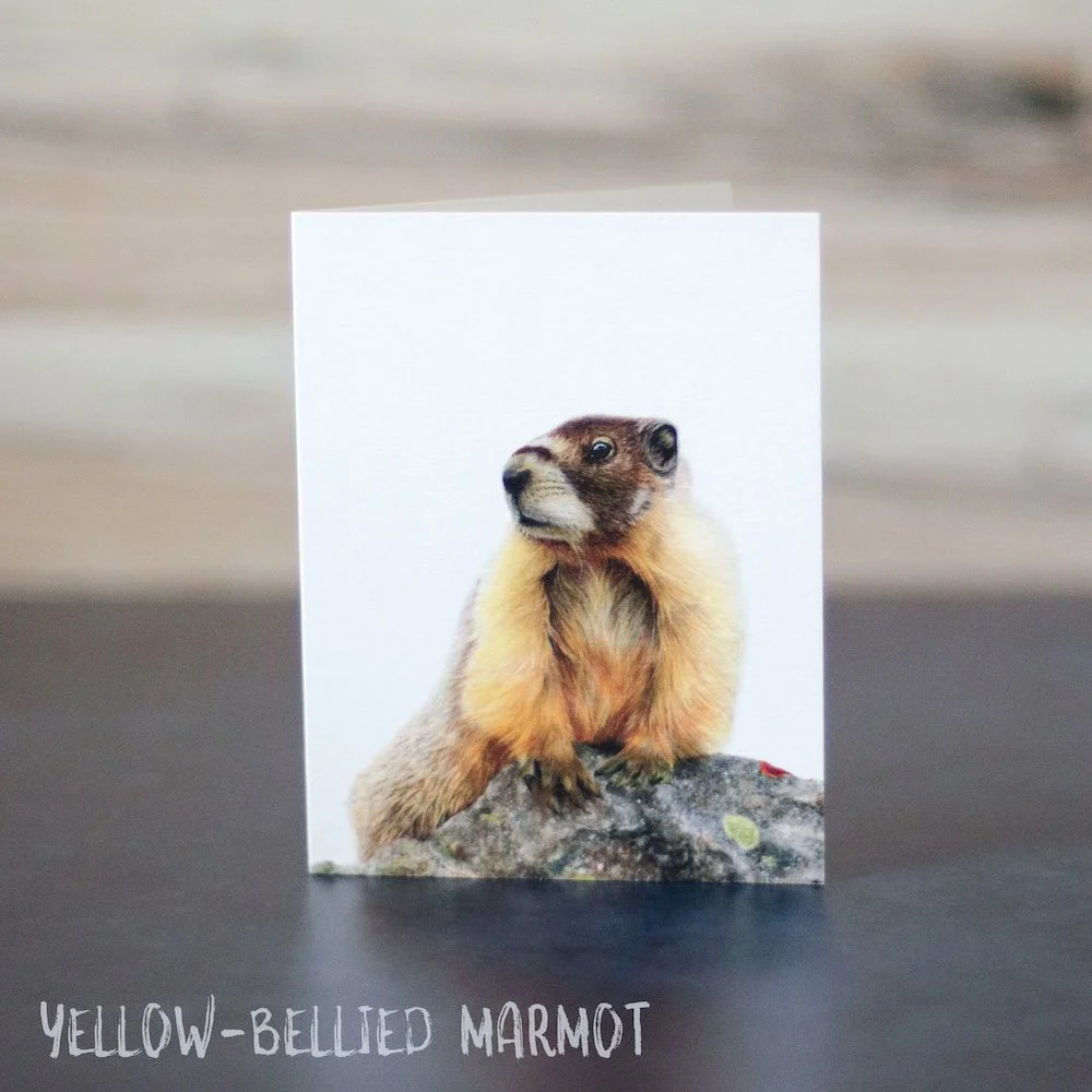 Pastel drawing of a yellow-bellied marmot looking alert next to a rock. Illustration is shown printed on a blank greeting card.