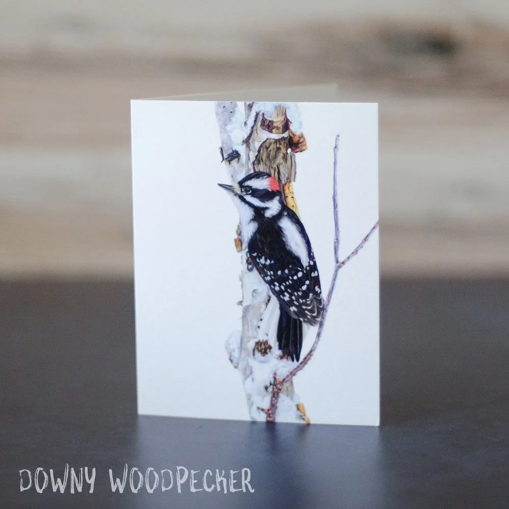 Realistic pastel drawing of a male downy woodpecker on a snowy tree trunk. Illustration is printed on a blank greeting card.