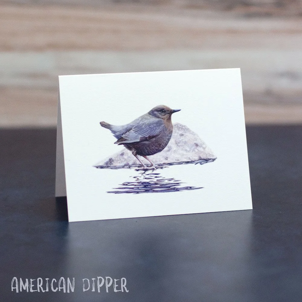 Pastel drawing of an American dipper standing in a river. Illustration is printed on a blank greeting card.