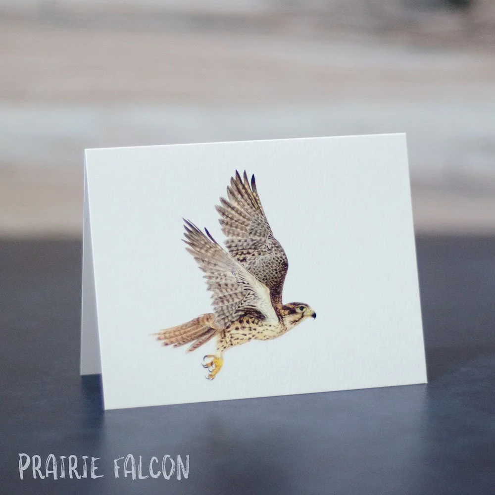 Detailed colored pencil drawing of a prairie falcon in flight. Illustration is printed on a blank greeting card.