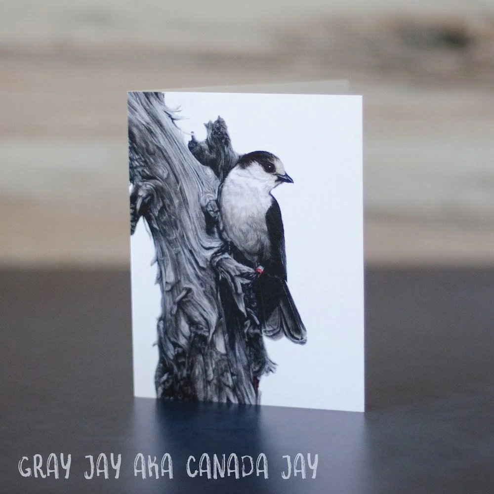 Pastel drawing of a Canada jay perched on a unique looking snag. Illustration is shown printed on a blank greeting card.