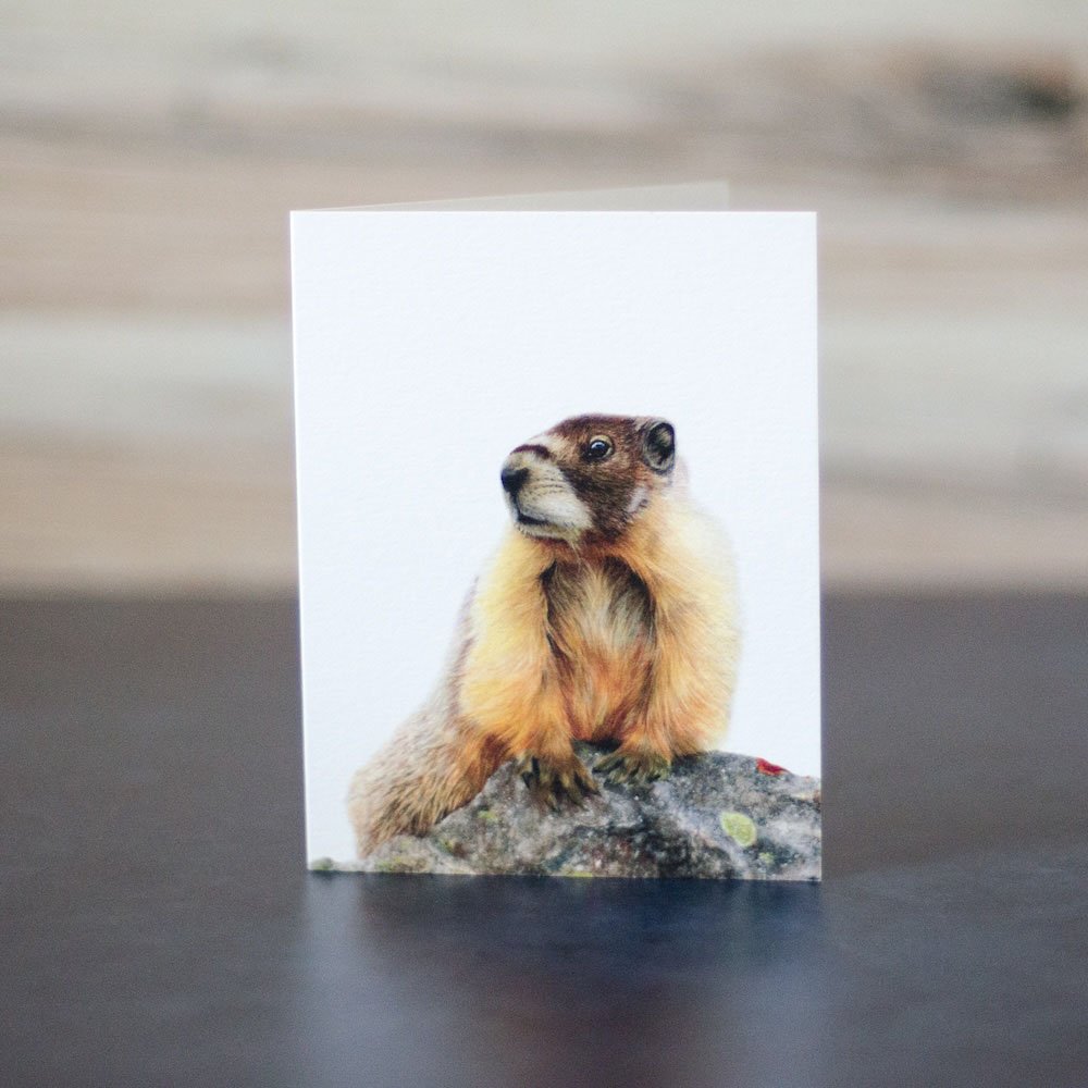 Pastel drawing of a yellow-bellied marmot sitting behind a rock with lichen patches. Art is printed on a blank greeting card.