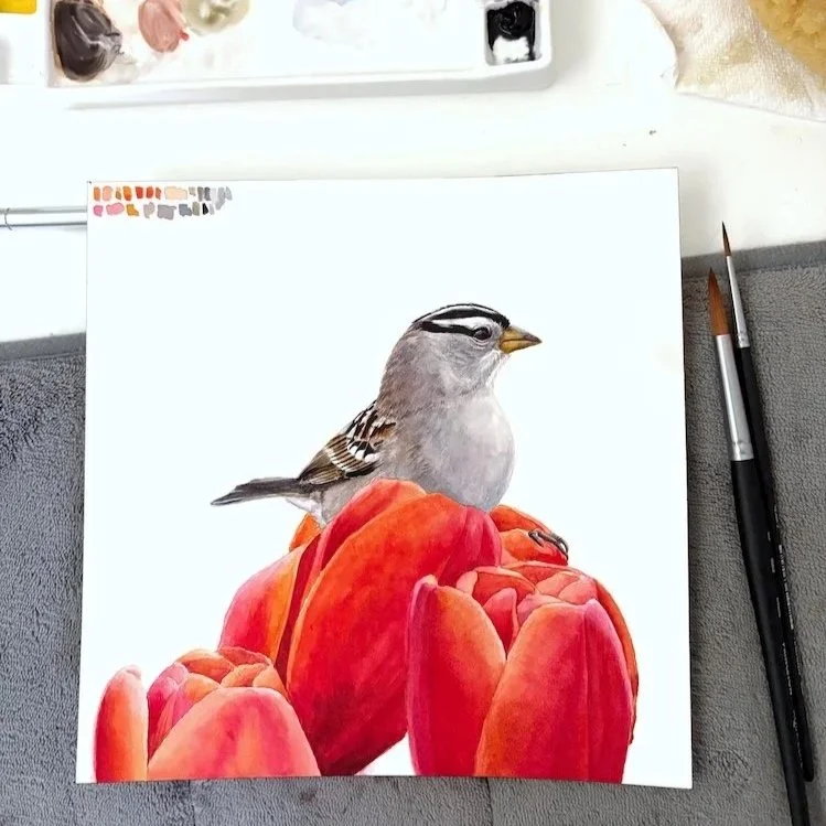 White-crowned Sparrow Study 7.9" x 7.9" Original Watercolor Painting