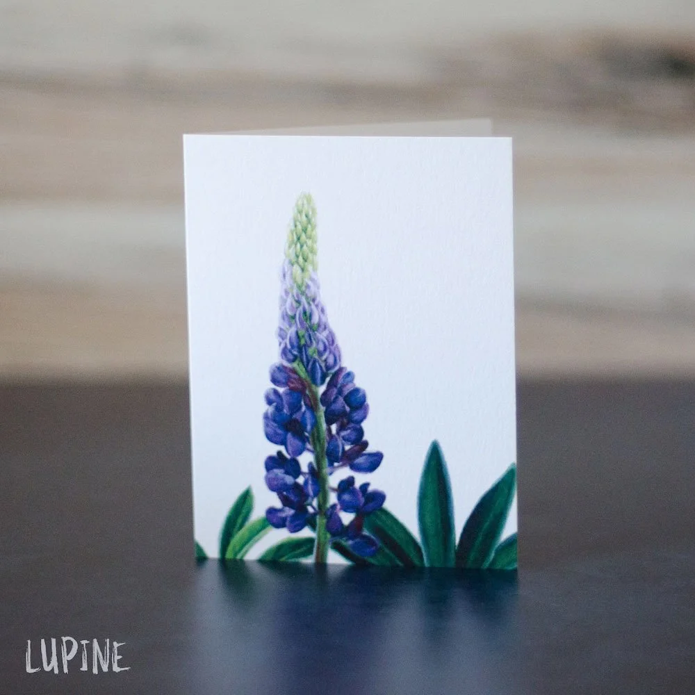 Pastel drawing of purple lupine flowers and uniquely shaped leaves. Illustration is printed on a blank greeting card.
