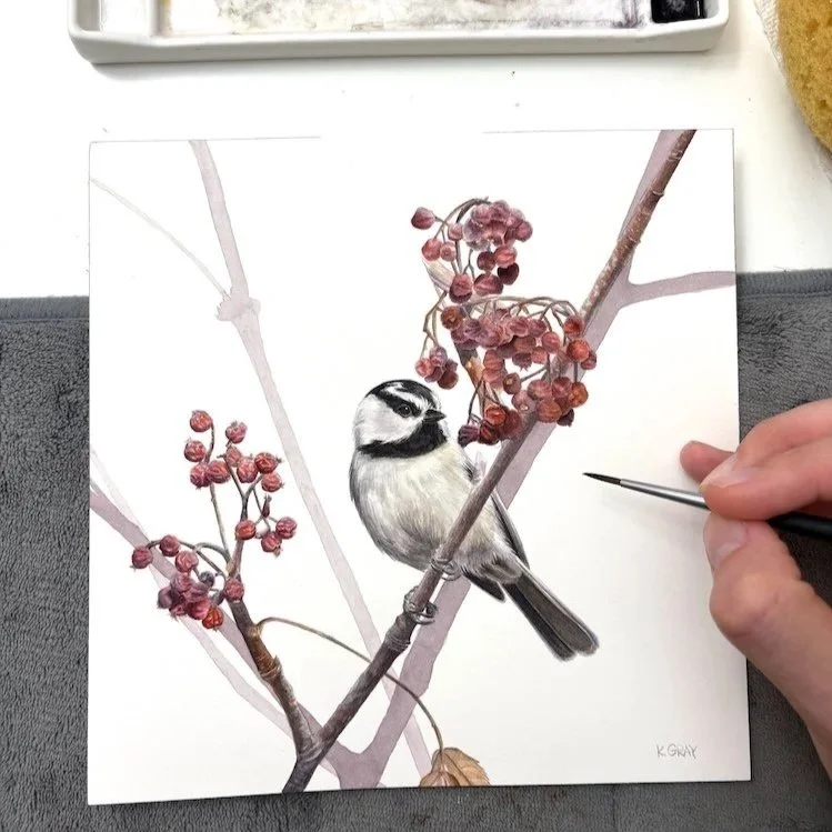 Mountain Chickadee Study 7.9" x 7.9" Original Watercolor Painting