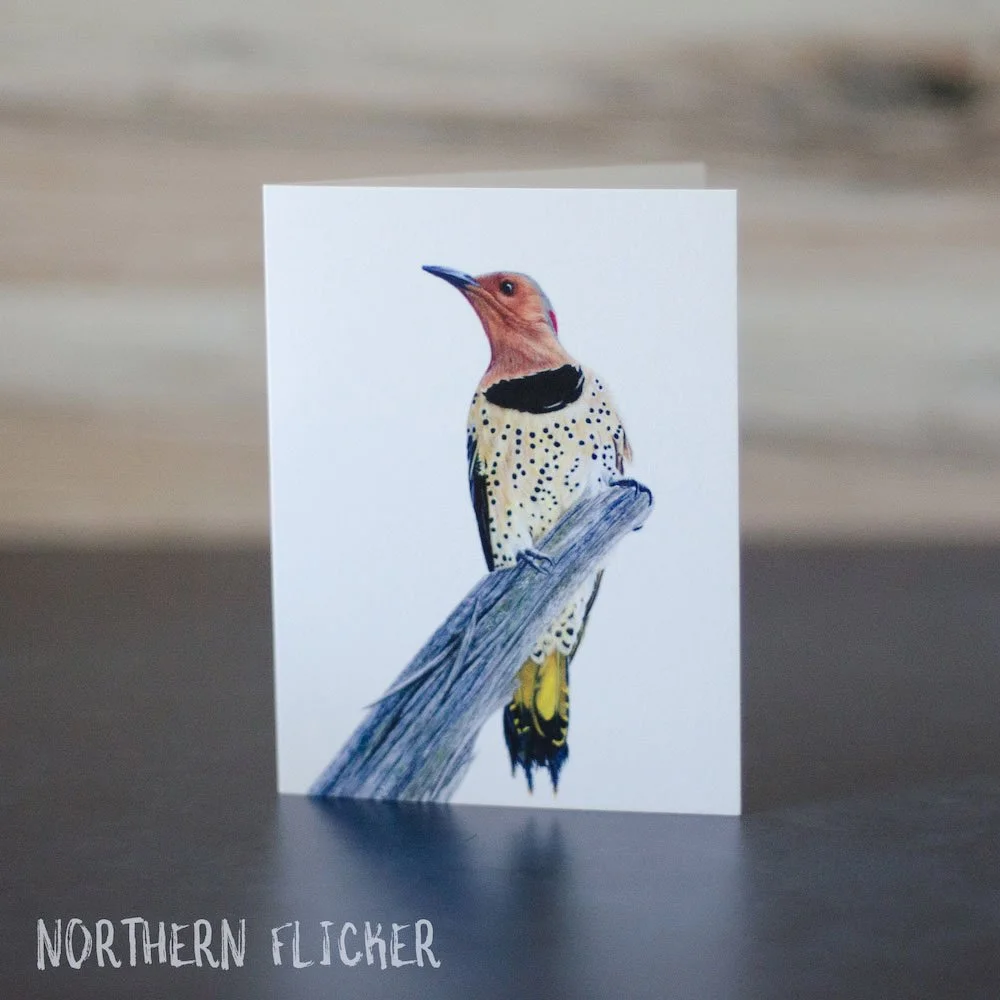 Pastel drawing of a yellow-shafted Northern flicker woodpecker. Illustration is printed on a blank greeting card.