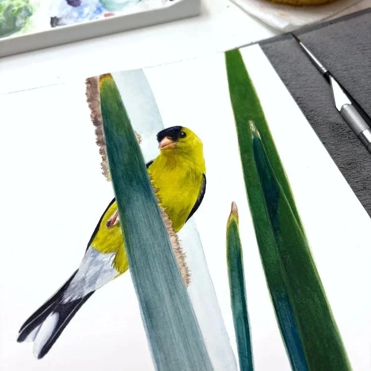 Close-up of a watercolor painting of a male American goldfinch in a marsh habitat