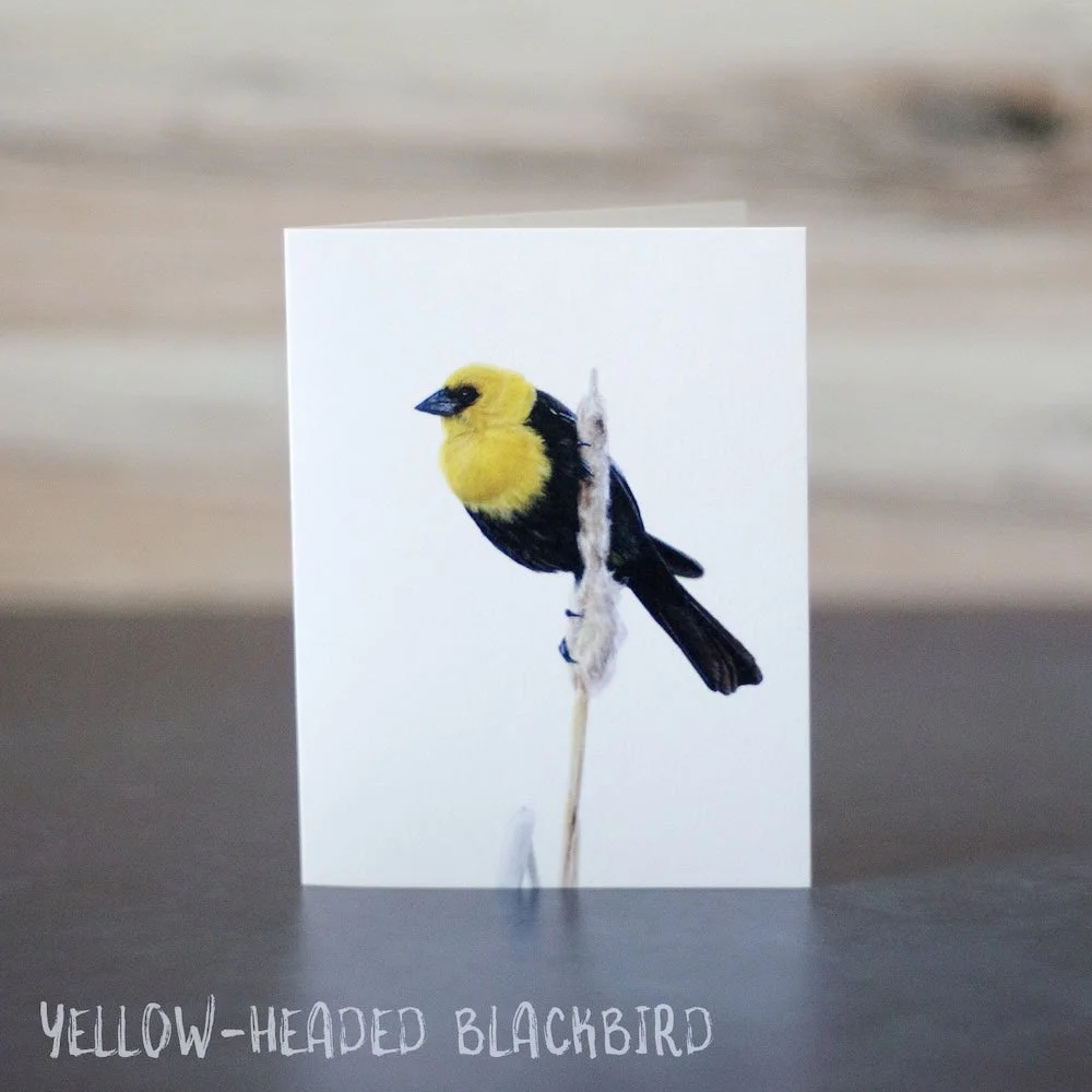 Pastel drawing of a yellow-headed blackbird holding onto a dried cattail. Art is printed on a blank greeting card.