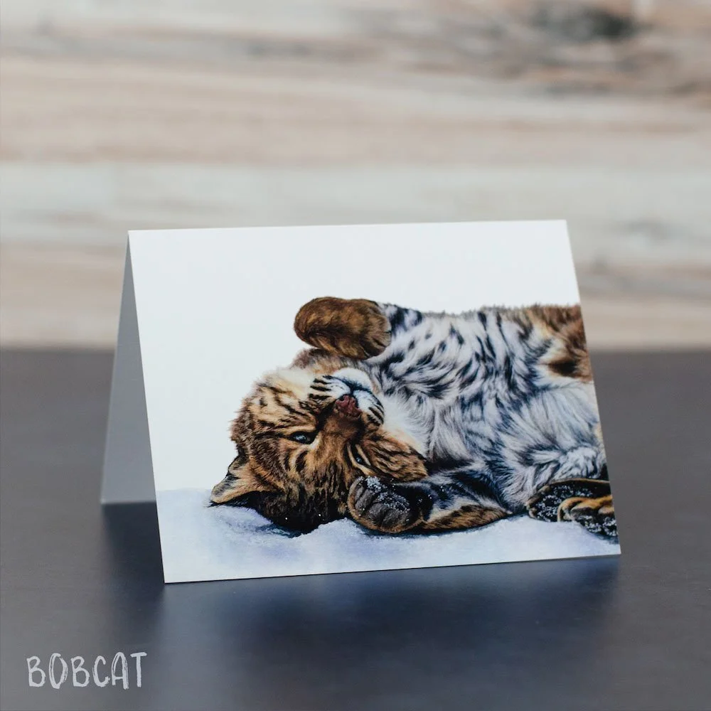 Realistic pastel drawing of a bobcat rolling in fresh snow. Illustration is detailed and printed on a blank greeting card.