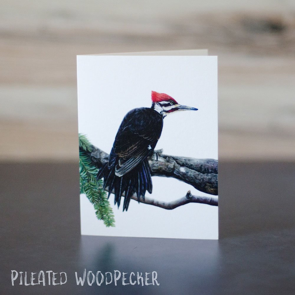 Detailed pastel drawing of a pileated woodpecker on a large conifer branch. Illustration is printed on a blank greeting card.