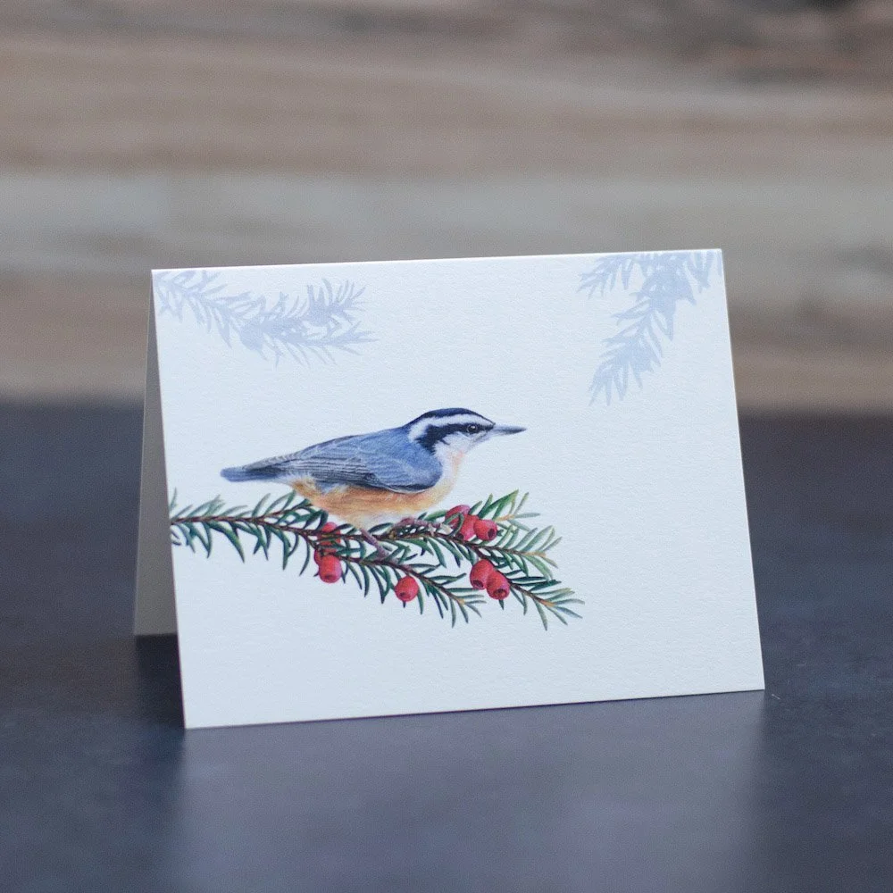 Pastel drawing of a red-breasted nuthatch perched on a Pacific yew branch. Art is printed on a blank greeting card.
