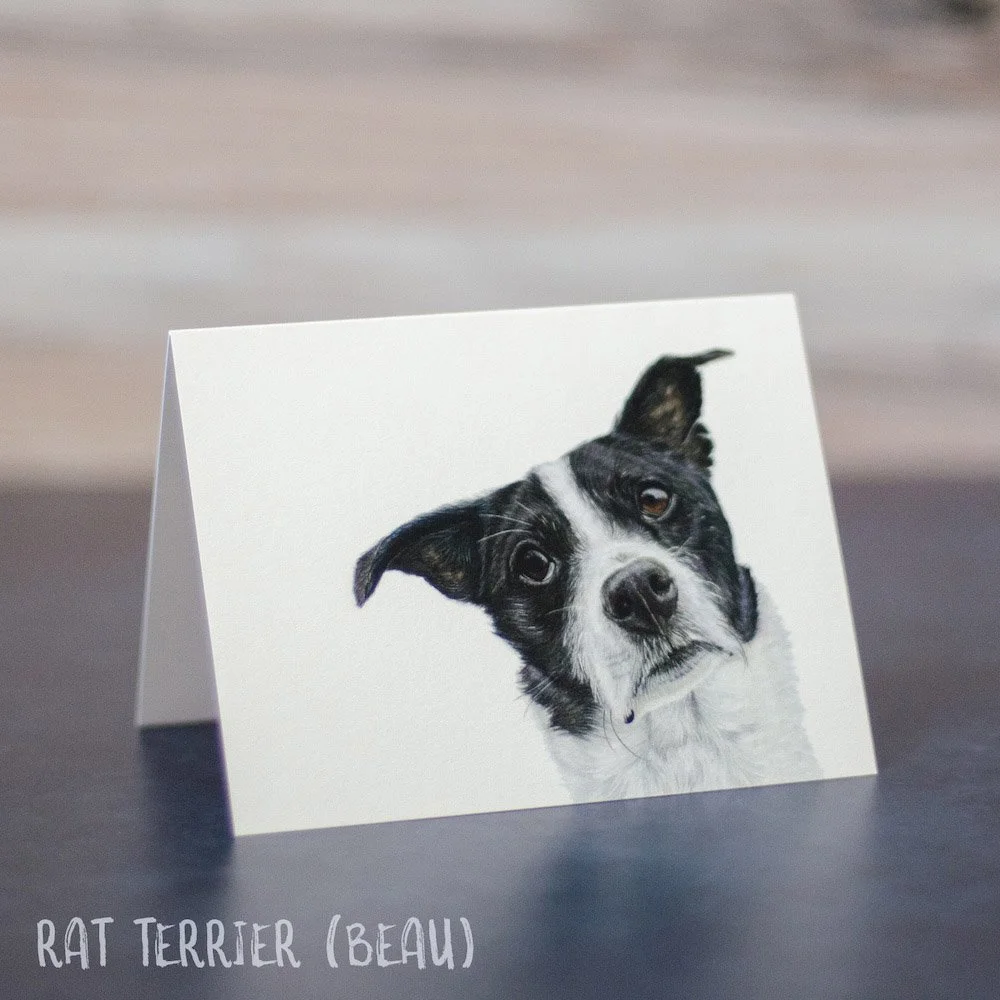 Colored pencil drawing of a white and black rat terrier tilting his head. Art is shown printed on a blank greeting card.