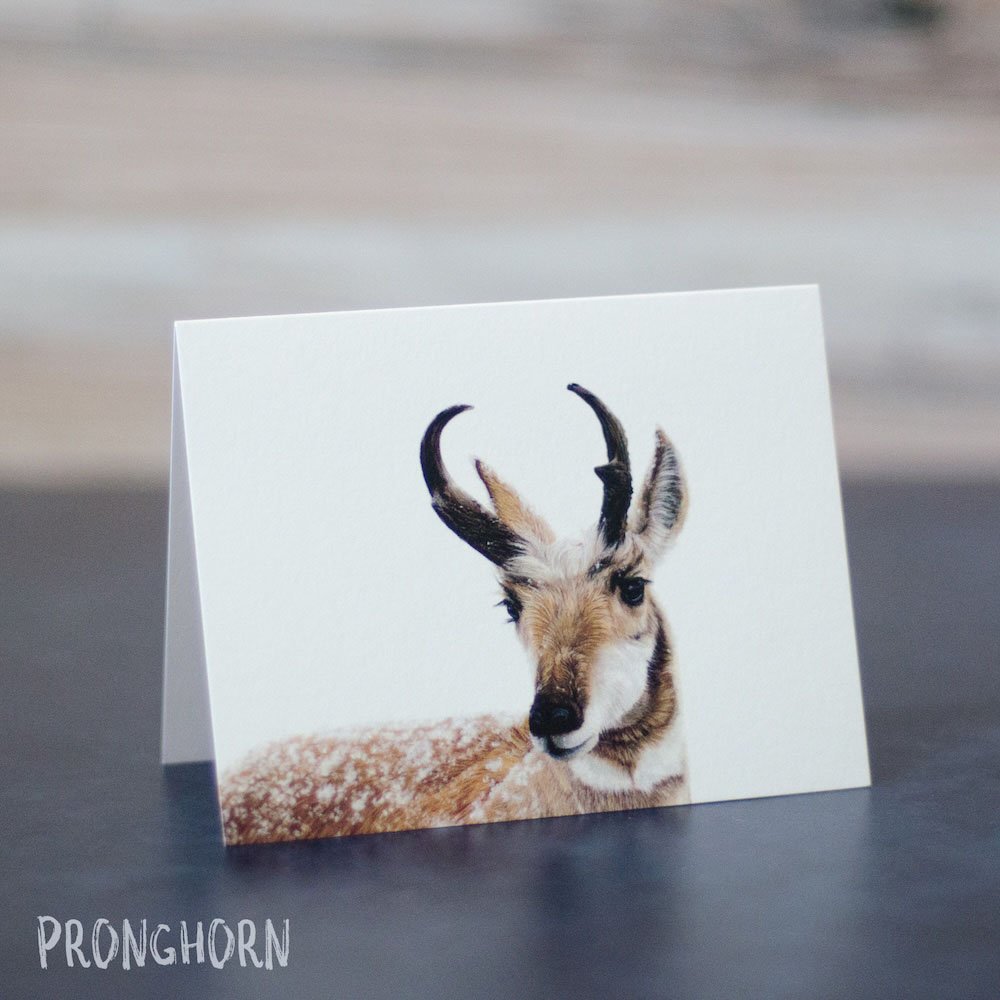 Detailed pastel drawing of a pronghorn aka American antelope in snow. Illustration is printed on a blank greeting card.