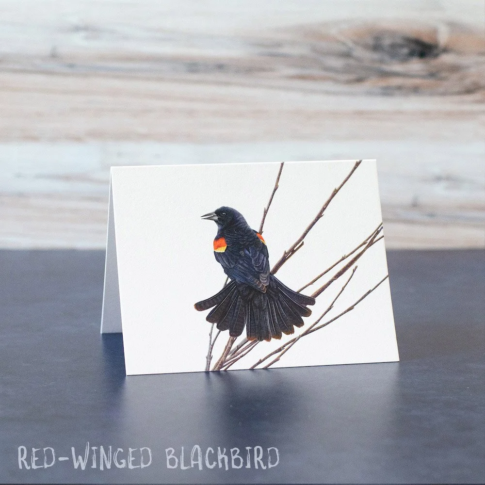 Pastel drawing of a male red-winged blackbird with his tail fanned open. Illustration is printed on a blank greeting card.