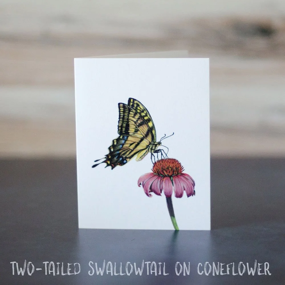 Pastel drawing of a swallowtail butterfly sitting on an Echinacea flower. Illustration is shown printed on a blank greeting card.