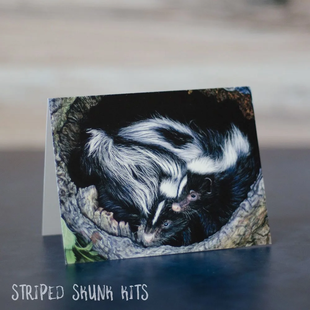 Pastel drawing of 2 striped skunk kits (babies) cuddling in a hollowed out log. Art is printed on a blank greeting card.