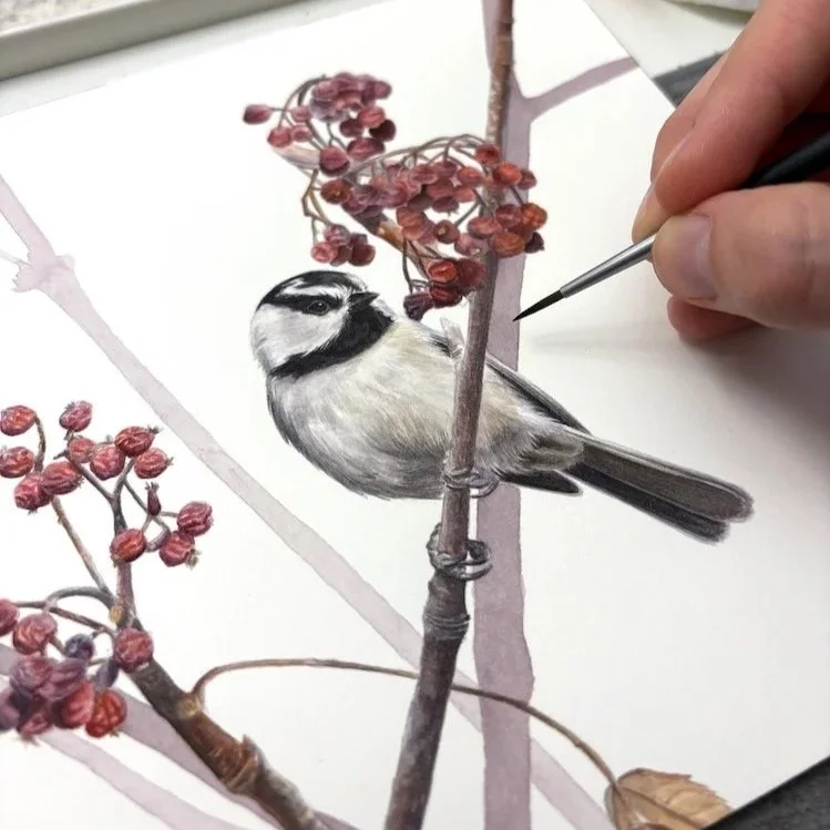 Close-up of a detailed watercolor painting of a mountain chickadee on a branch with winter berries.