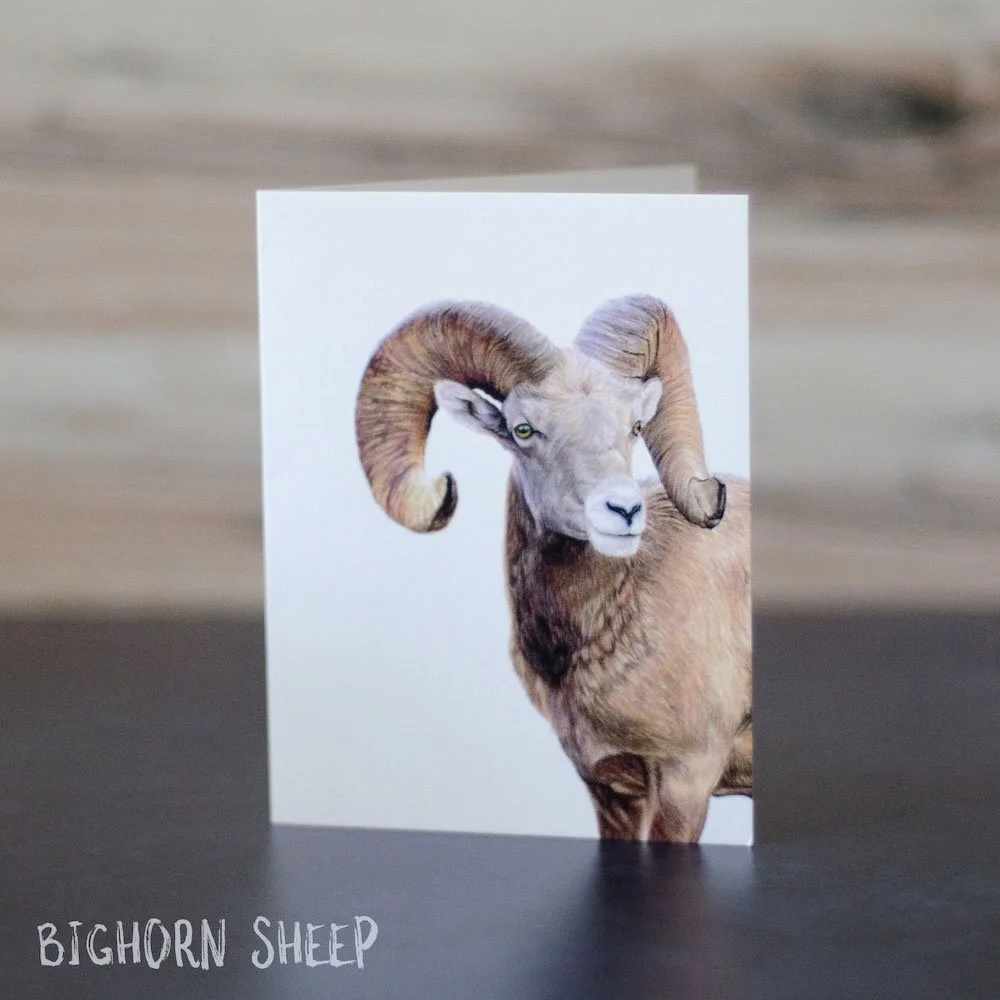 Colored pencil drawing of a bighorn sheep ram. Illustration is detailed and printed on a blank greeting card.