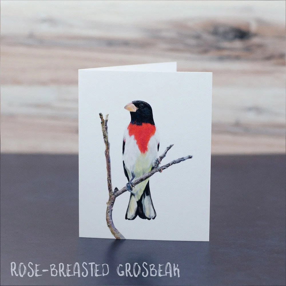 Pastel drawing of a red-breasted grosbeak perched on a branch. Illustration is shown printed on a blank greeting card.