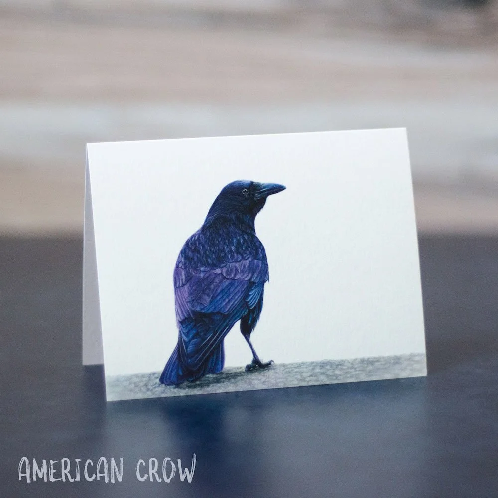 Pastel drawing of an American crow, a popular Corvid. Illustration is shown printed on a blank greeting card.
