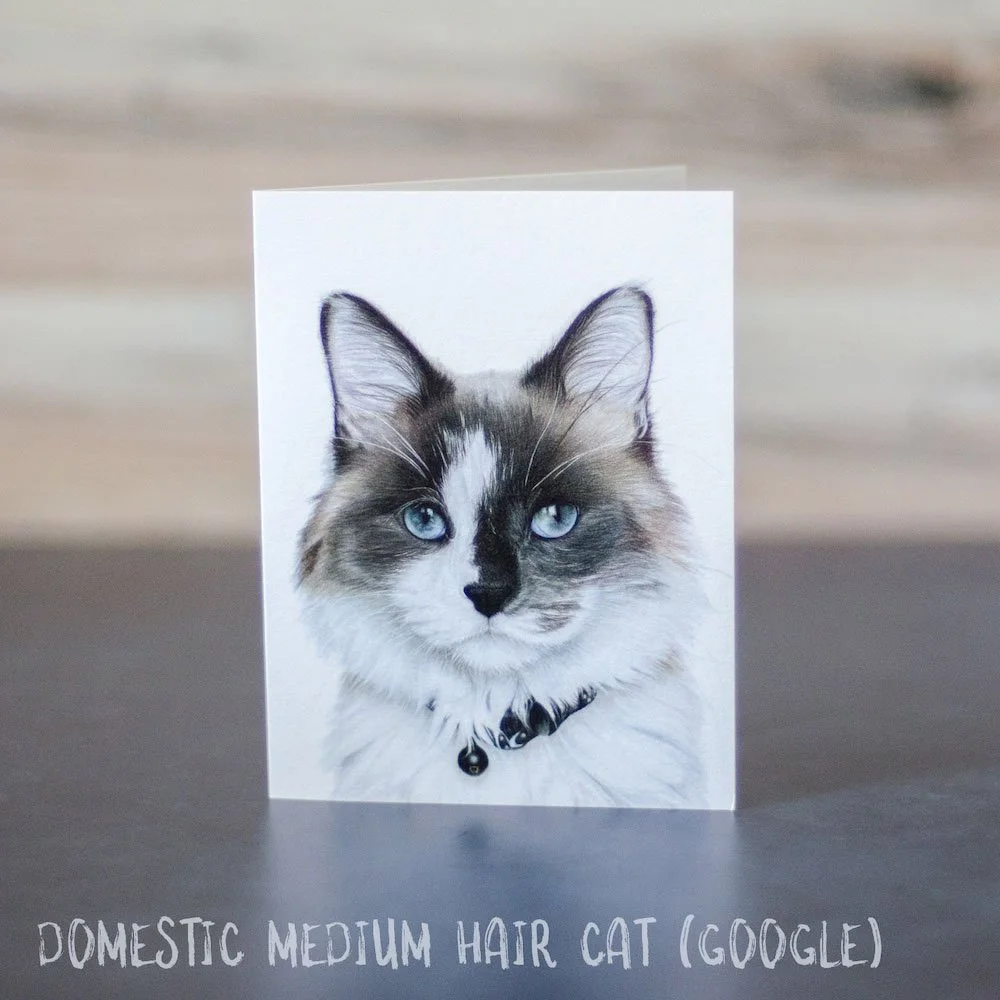 Colored pencil drawing of a domestic medium hair cat. He is white with blue-tan patches. Art is printed on a blank greeting card.