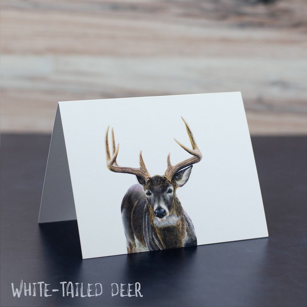 Pastel drawing of a white-tailed deer buck looking toward the viewer. Illustration is shown printed on a blank greeting card.