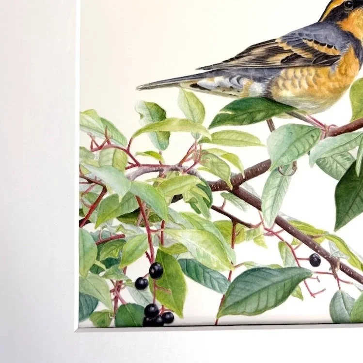 Close-up of a detailed watercolor painting of a varied thrush on a leafy branch.